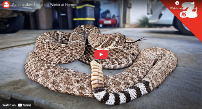 Rattlesnakes Spend the Winter at Homes